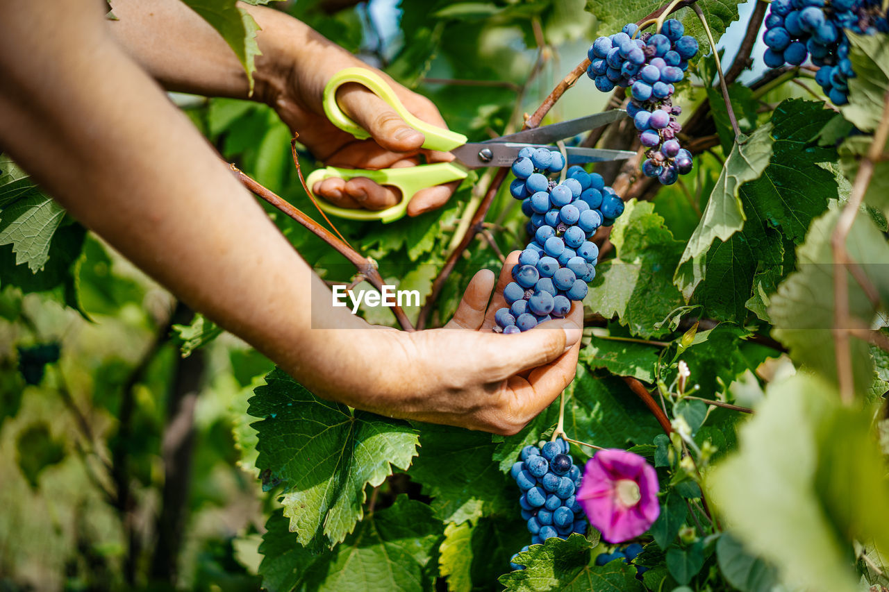 Person picking grapes