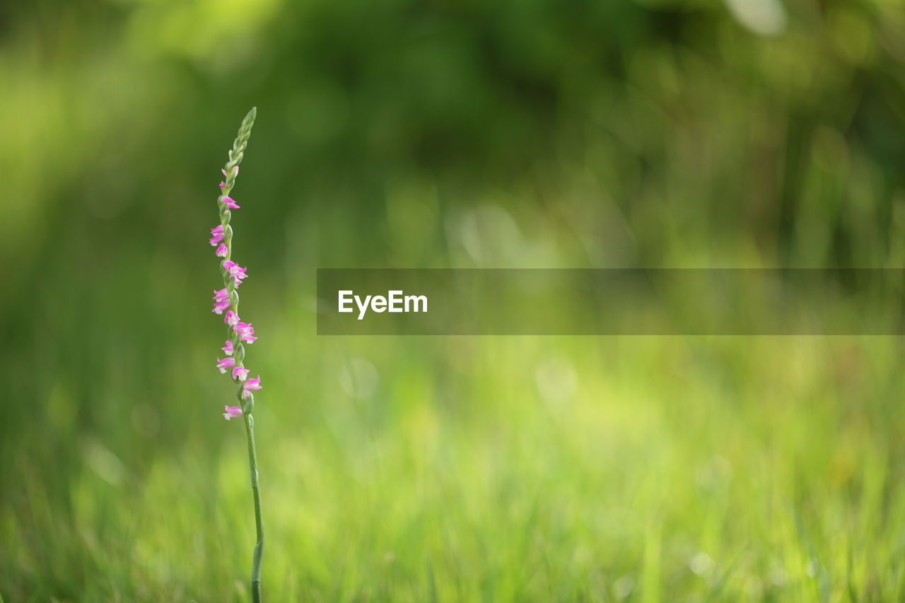 Close-up of purple flowering plant on field