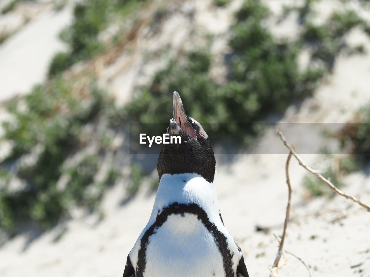 CLOSE-UP OF BIRD