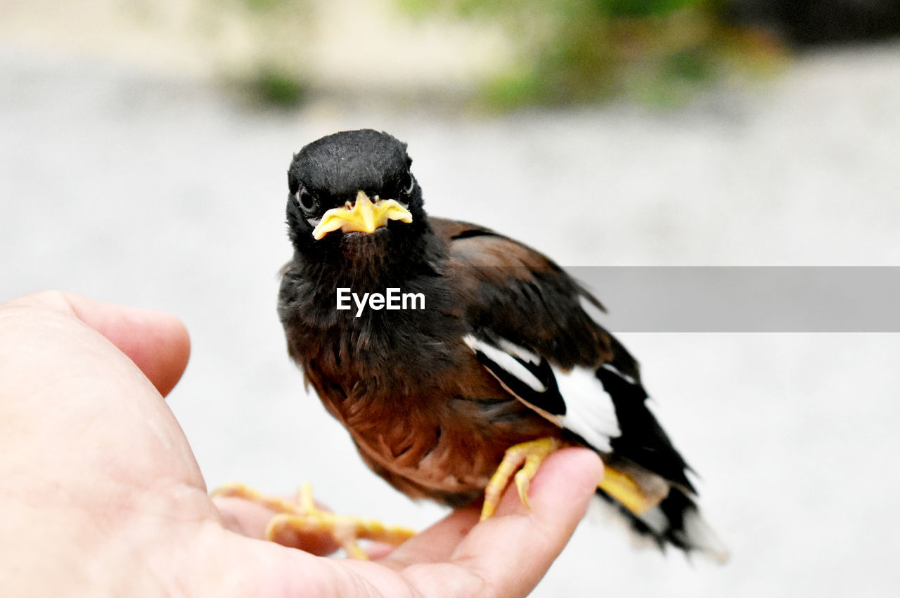 Cropped image of hand holding bird