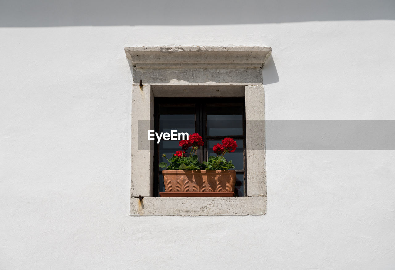 CLOSE-UP OF POTTED PLANTS AGAINST WINDOW