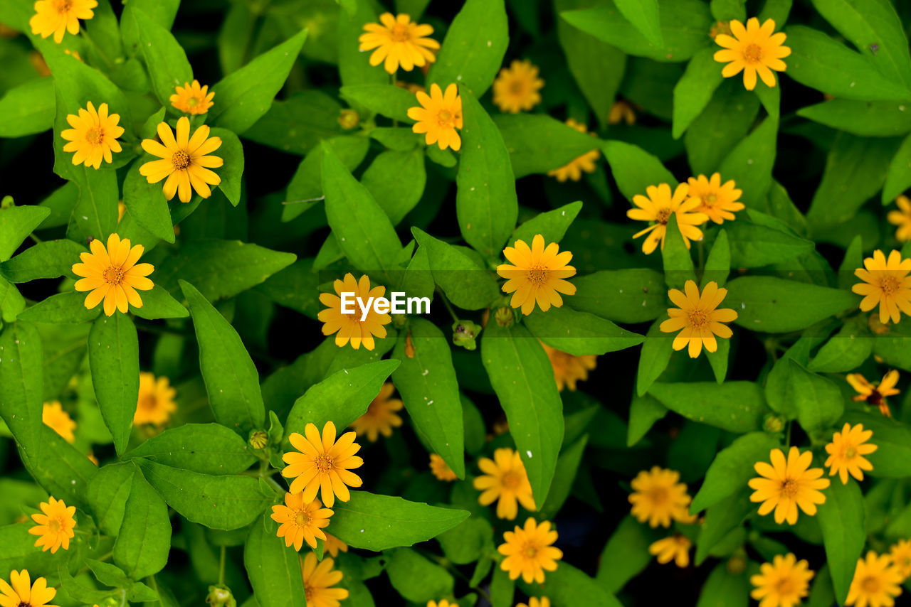 Close-up of yellow flowering plants