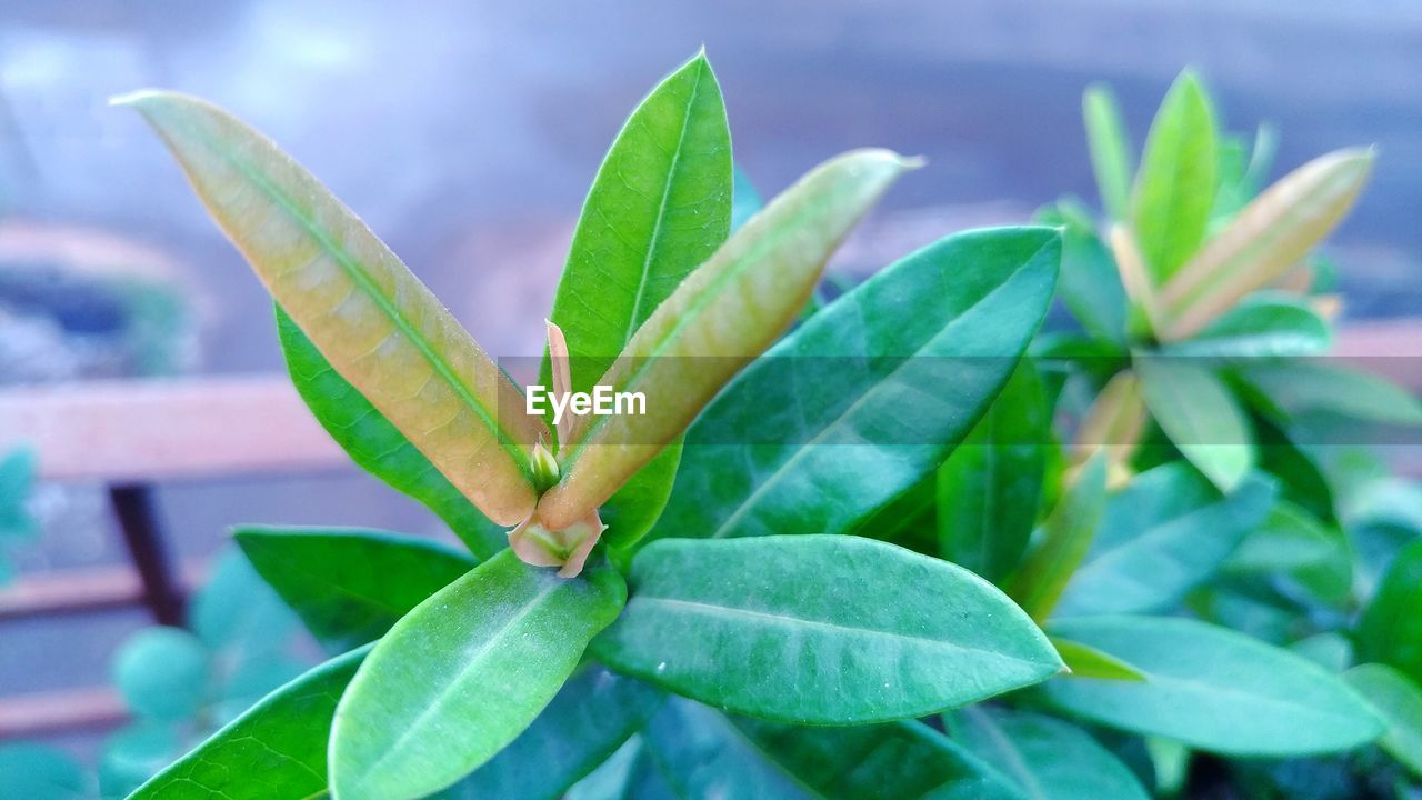 CLOSE-UP OF GREEN PLANT ON LEAVES