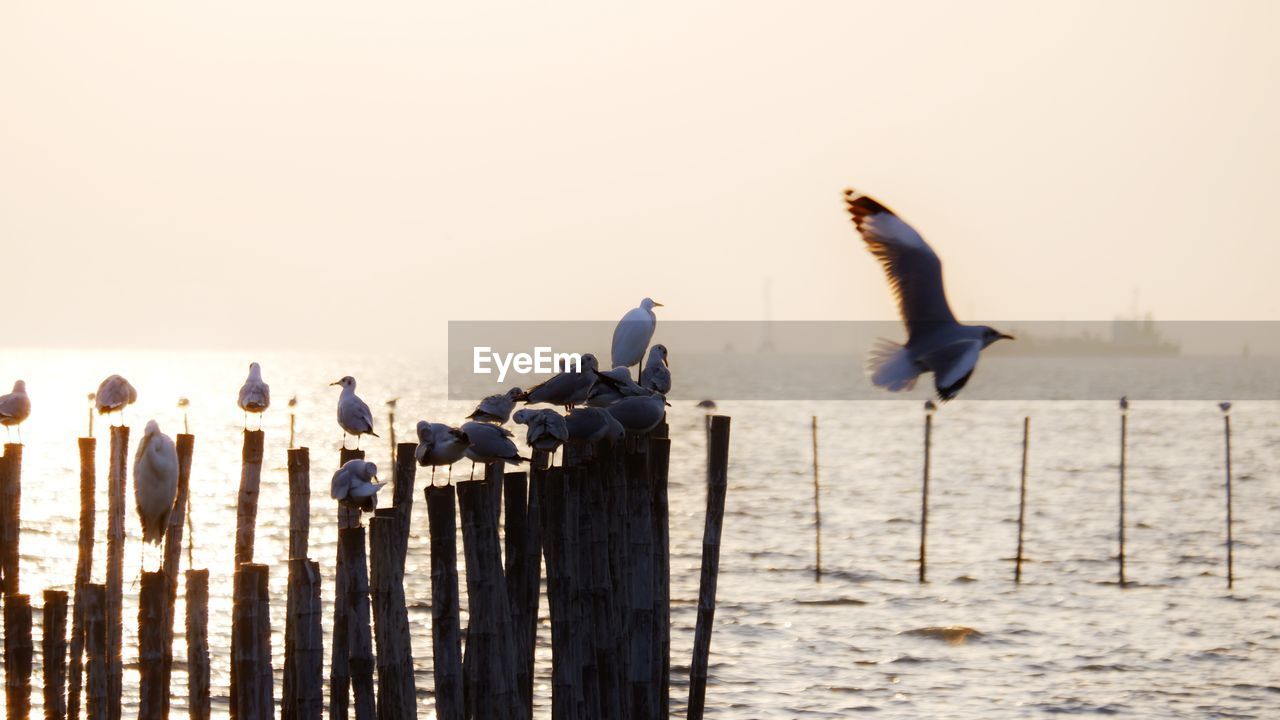 SEAGULL PERCHING ON WOODEN POST IN SEA