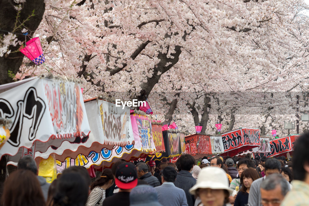 Group of people during cherry blossom festival