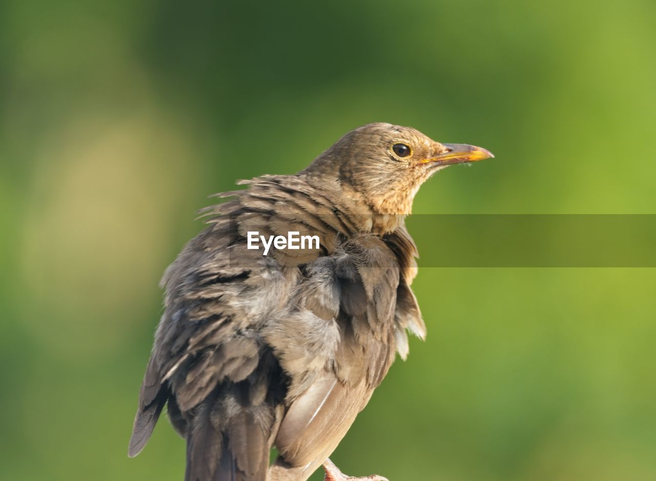 Close-up of bird perching outdoors