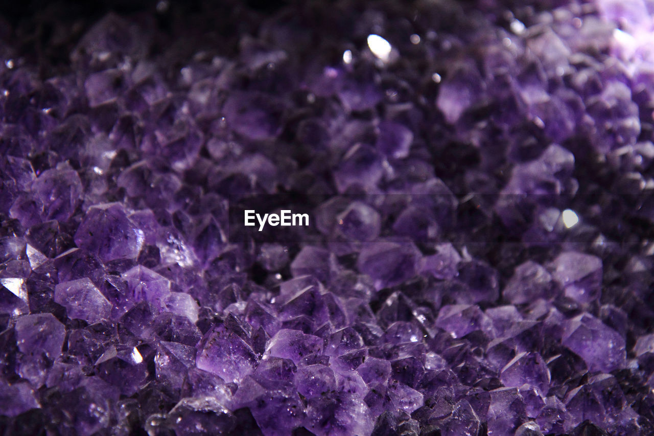 FULL FRAME SHOT OF PURPLE FLOWERING PLANT