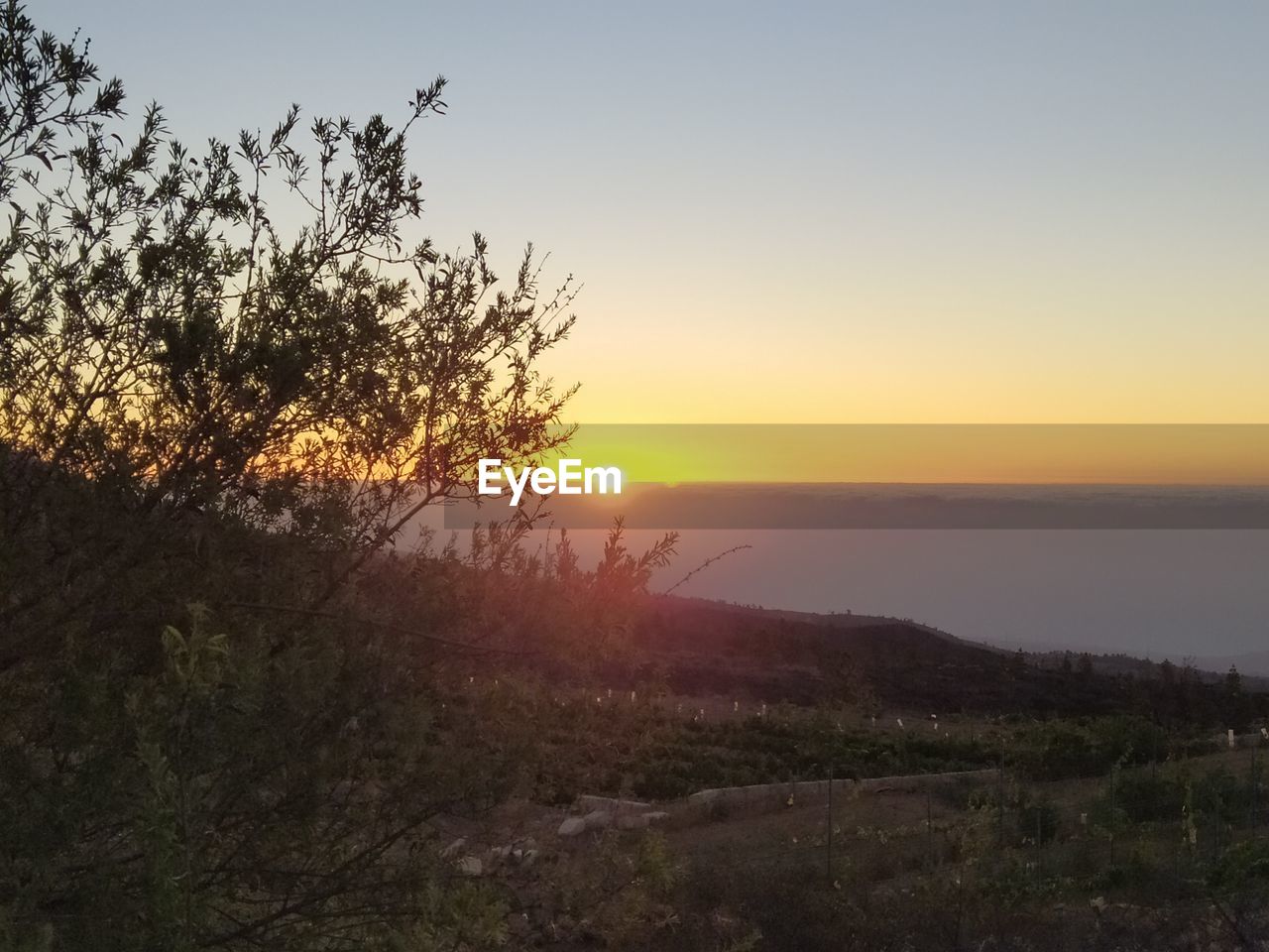 TREES ON LANDSCAPE AGAINST SKY DURING SUNSET