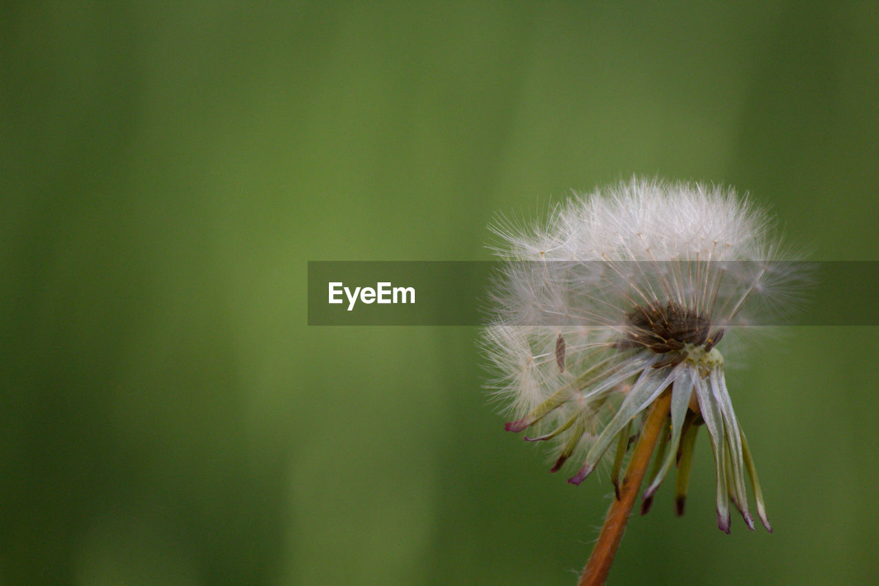 Close-up of white dandelion flower