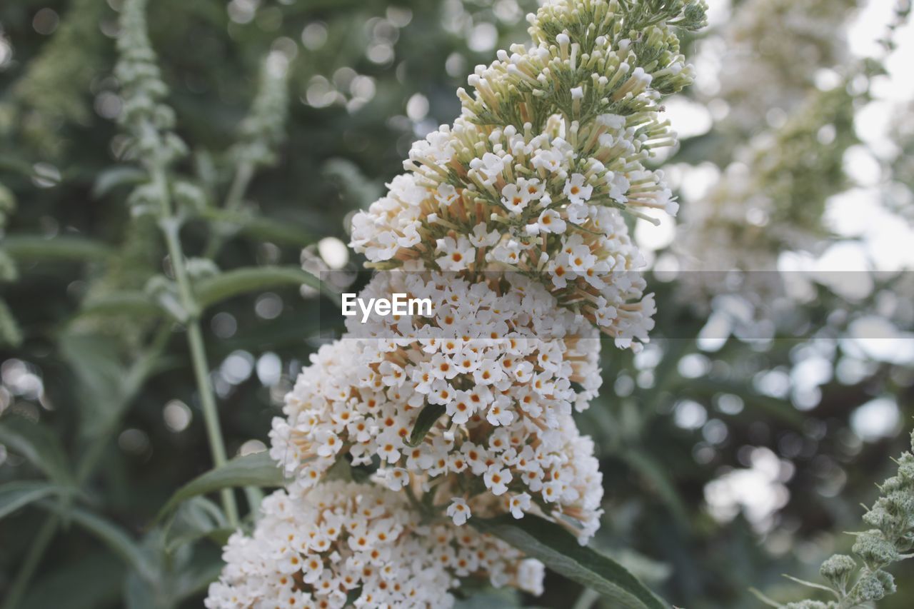 Close-up of white flowering plant