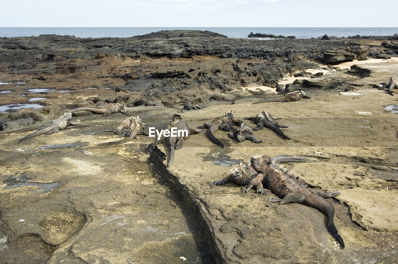 View of iguanas on rocky shore