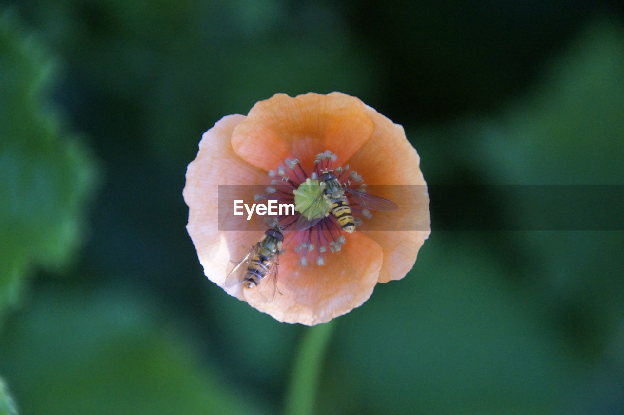 Close-up of rose flower