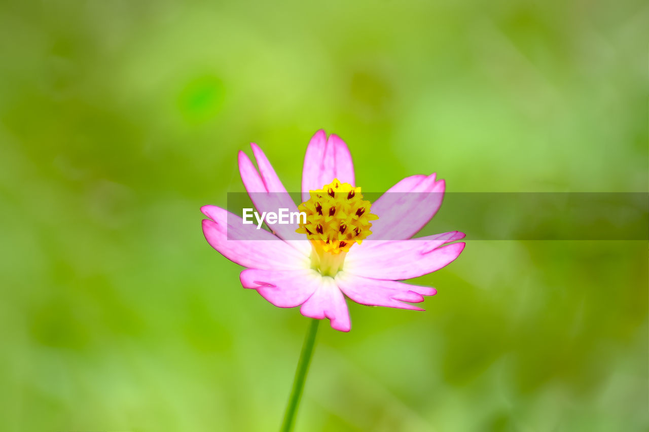 CLOSE-UP OF INSECT ON PINK FLOWERING PLANT