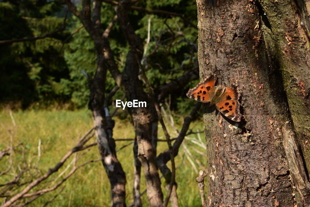 CLOSE-UP OF BUTTERFLY PERCHING ON TREE TRUNK