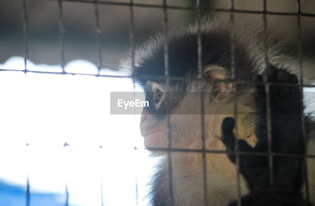 Low angle view of monkey in cage