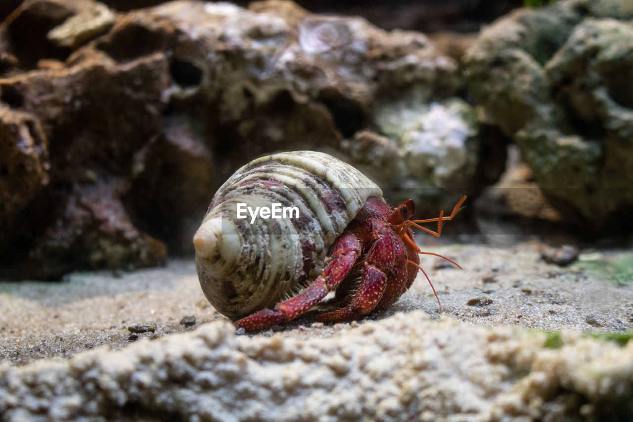 Close-up of hermit crab in sea