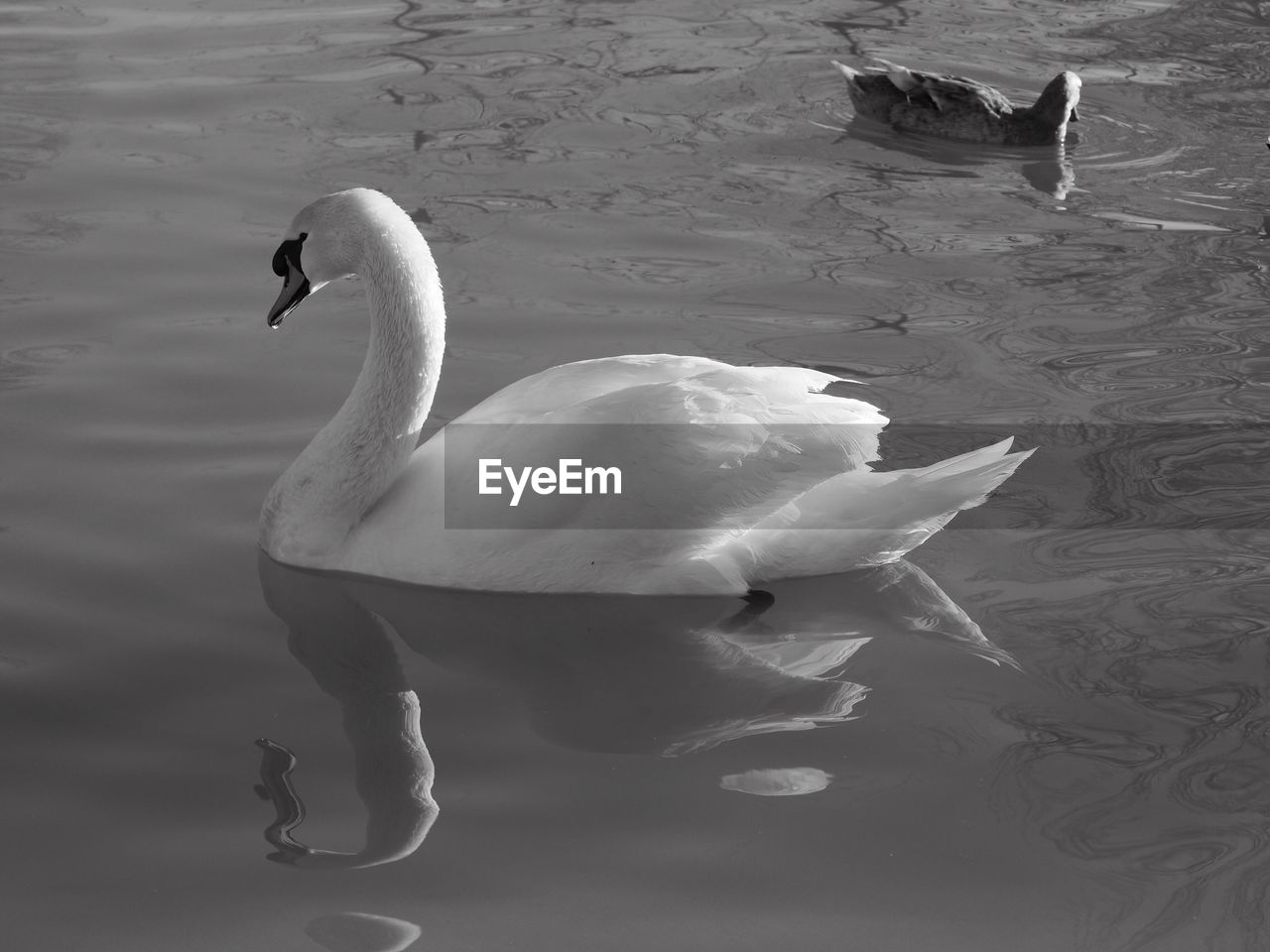 High angle view of swan swimming on lake