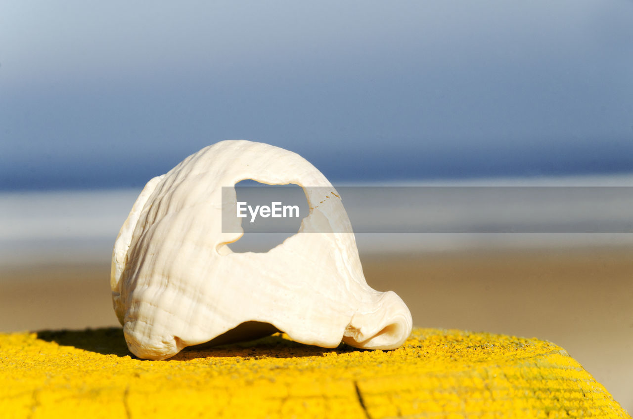 Close-up of white seashell on yellow table at beach