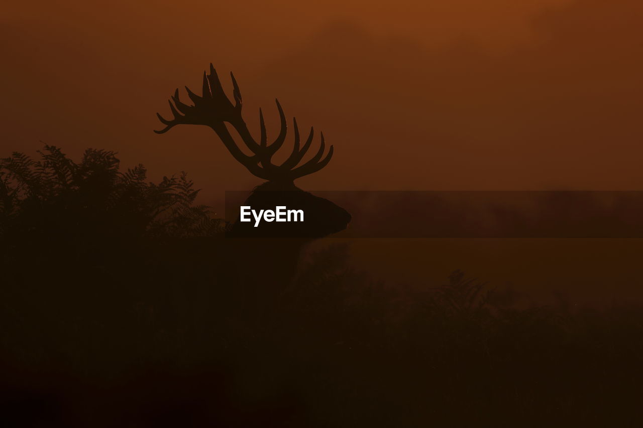 A red deer stag at the crack of dawn