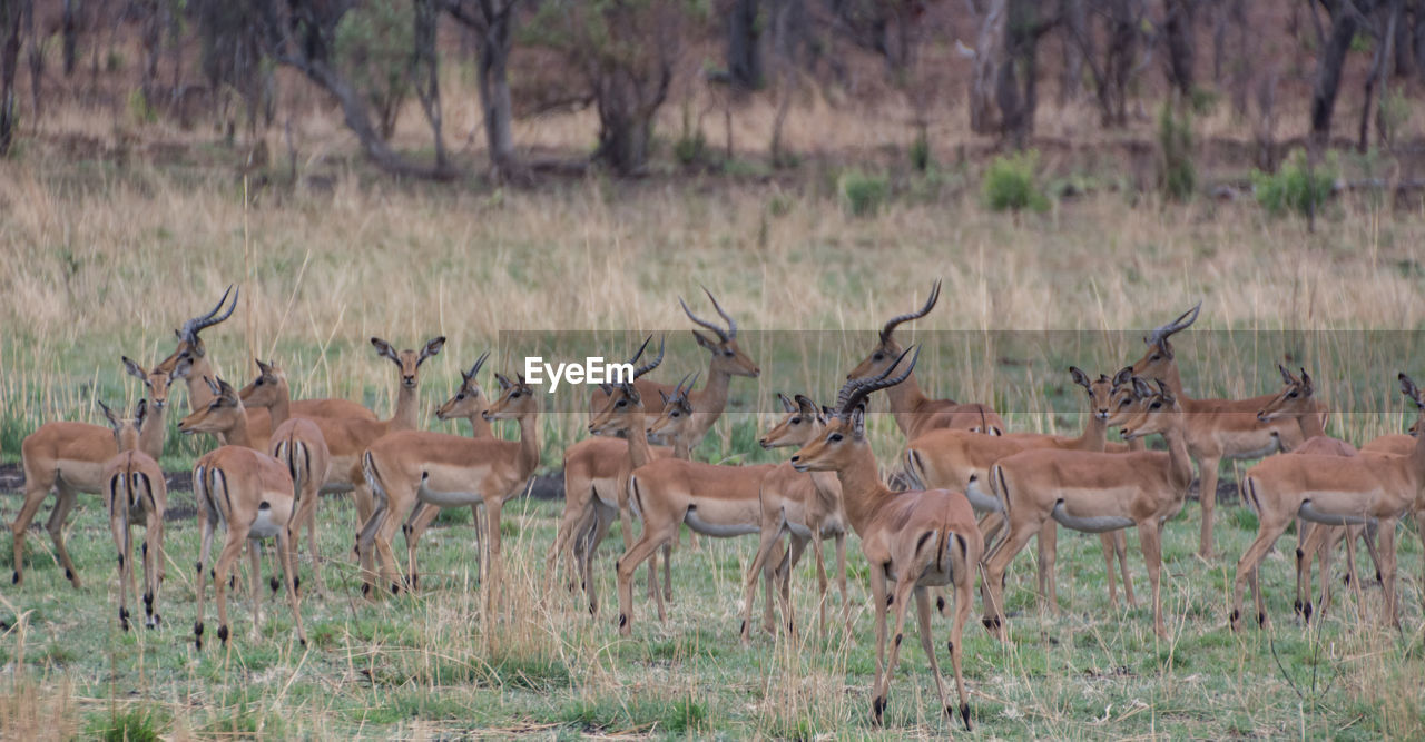 Kudu in the savannah of in zimbabwe, south africa