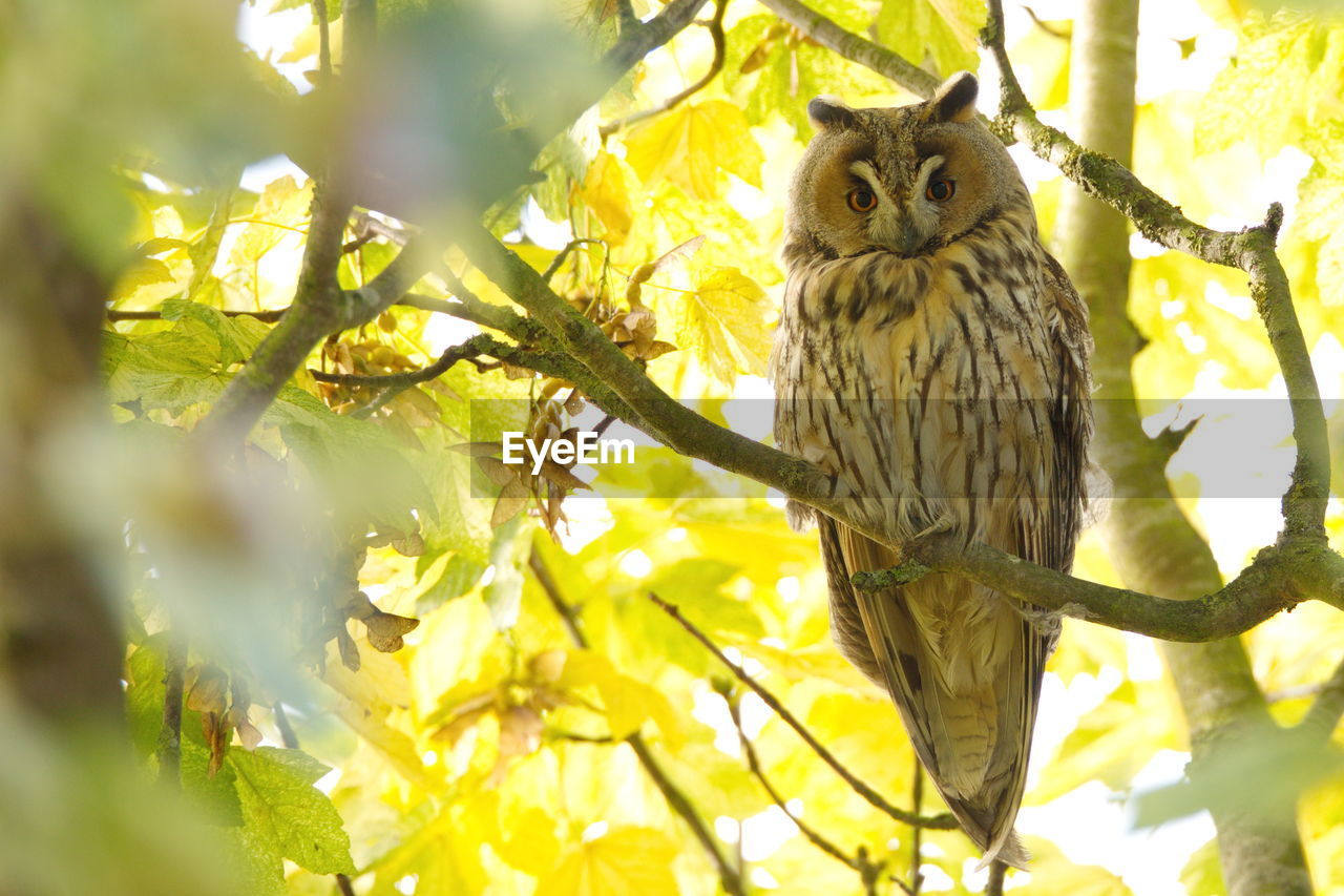 Low angle view of yellow perching on tree