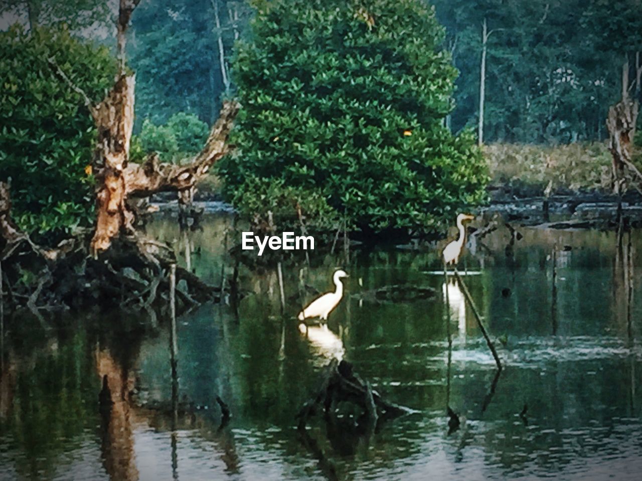 BIRDS PERCHING ON BRANCH