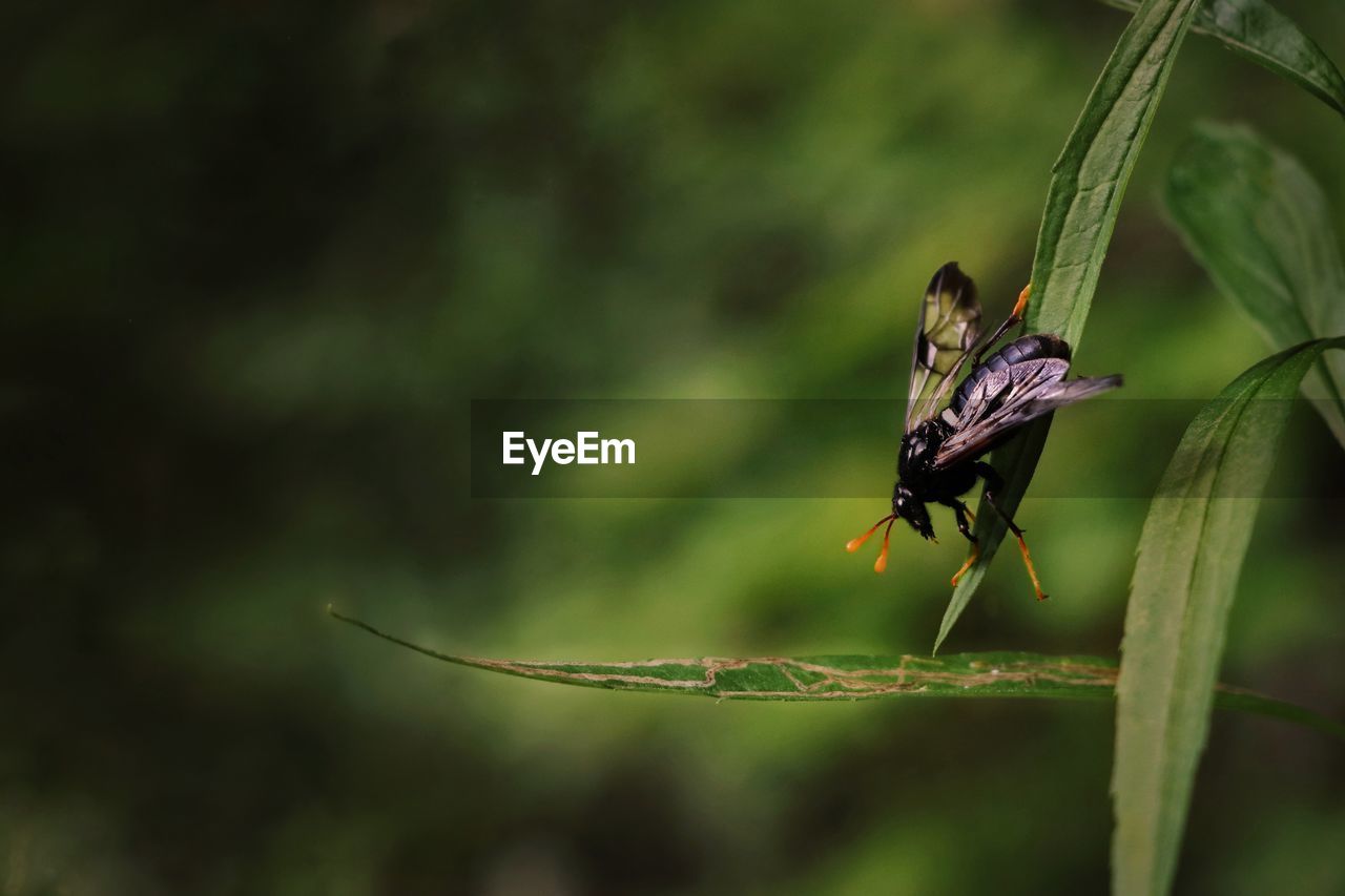 CLOSE-UP OF MOTH ON PLANT