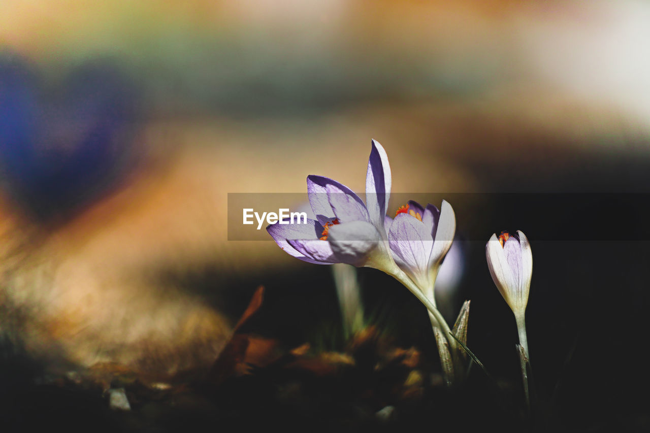 Close-up of purple crocus flowers on field