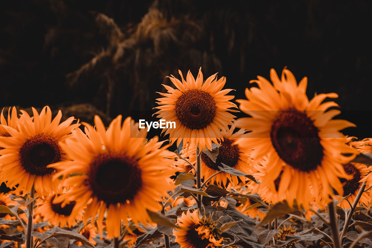 Orange tone sunflower, sunflower field