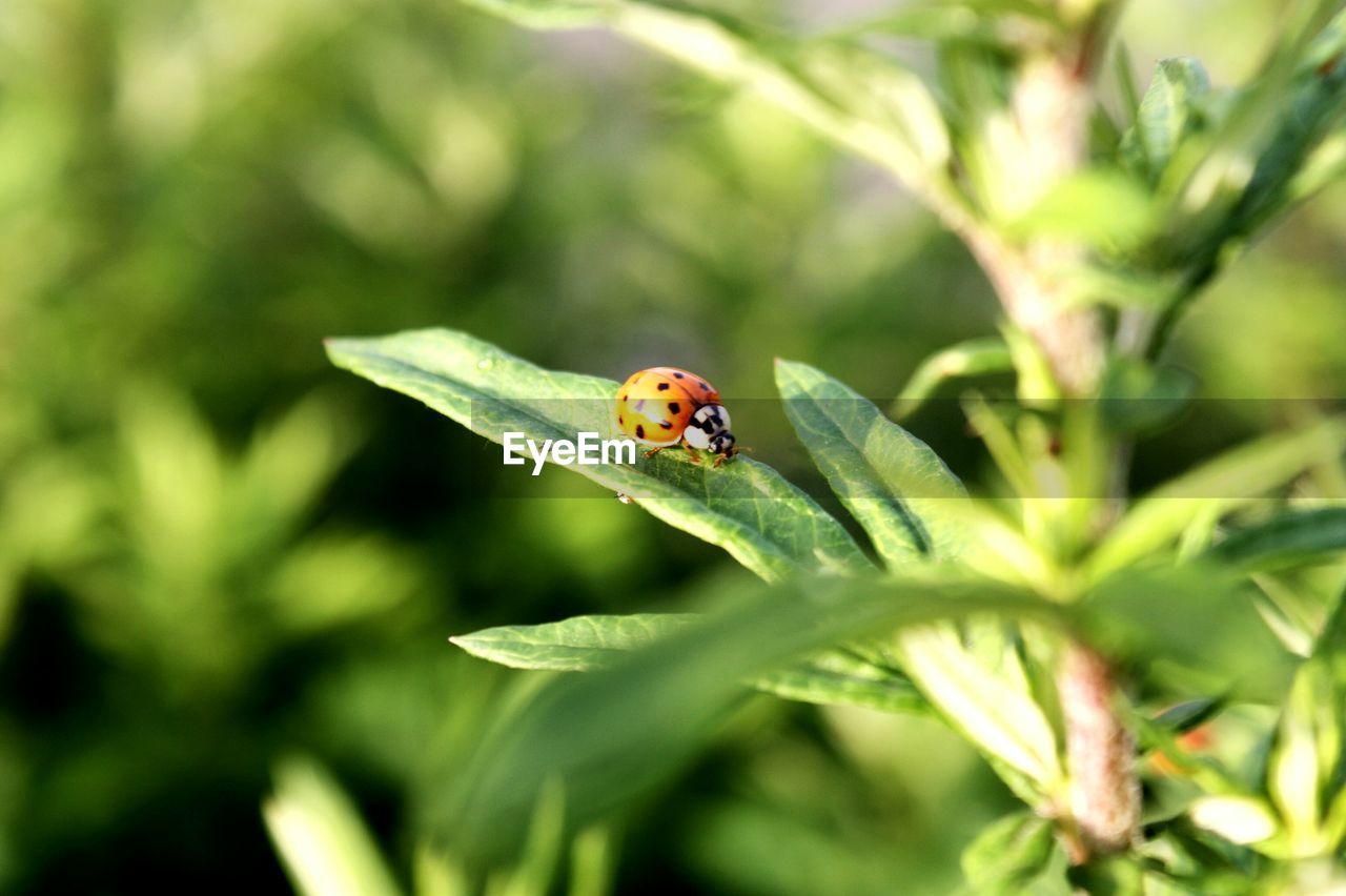 Ladybug on plant