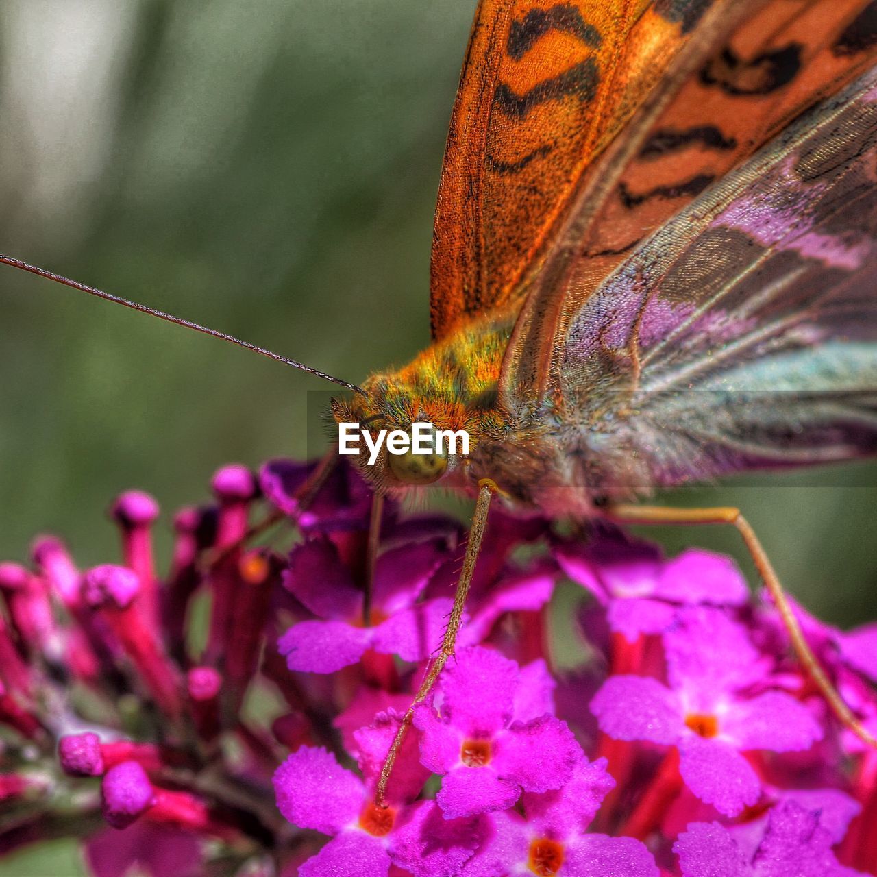 Close-up of butterfly pollinating on purple flower