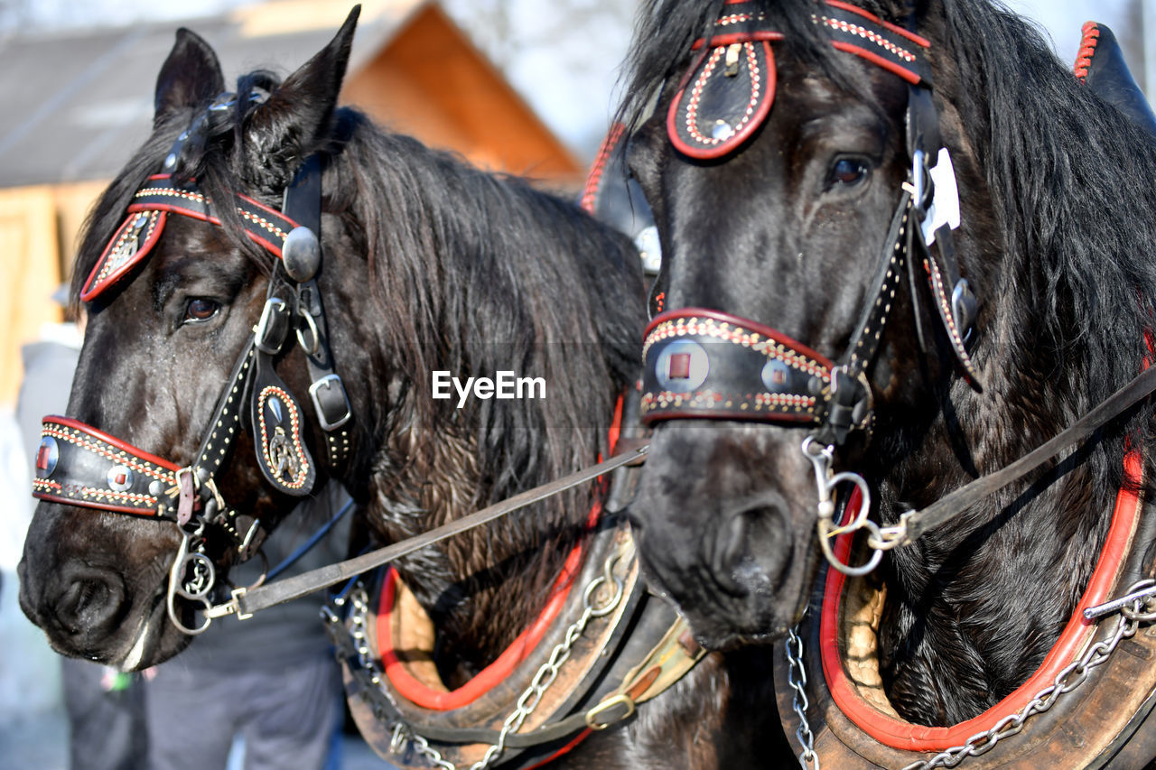 Close-up of horses wearing bridle outdoors