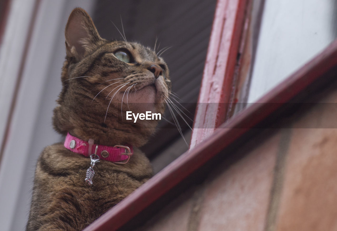 Close-up of a cat looking away