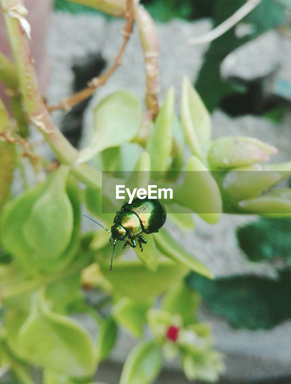 CLOSE-UP OF CATERPILLAR ON PLANT