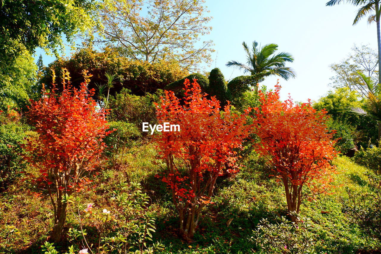 plant, tree, leaf, autumn, growth, nature, beauty in nature, no people, flower, day, orange color, garden, tranquility, woodland, forest, sky, outdoors, land, sunlight, green, shrub, plant part, vegetation, tranquil scene, scenics - nature, red, branch, low angle view