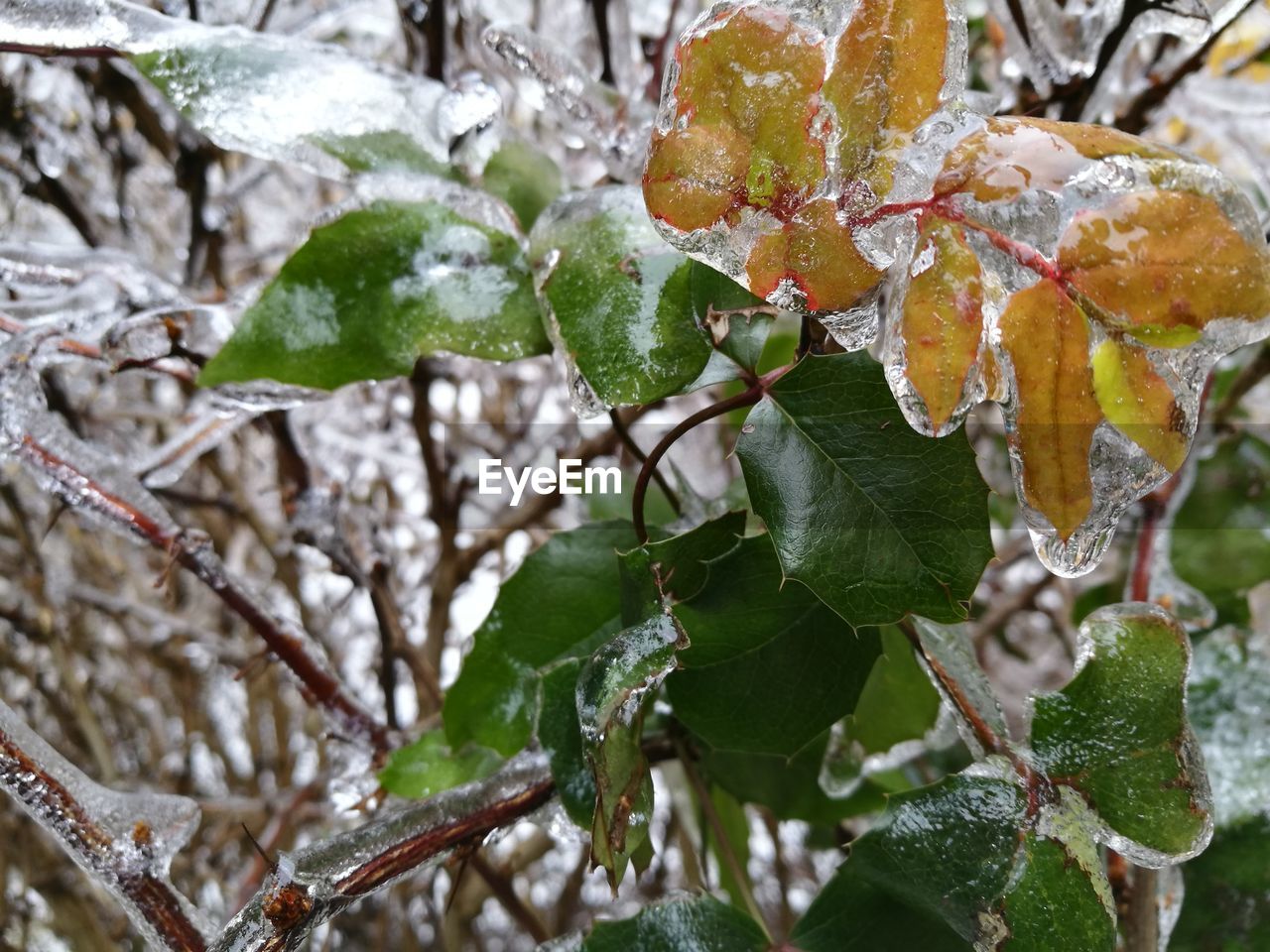 CLOSE-UP OF FROST ON TREE DURING WINTER