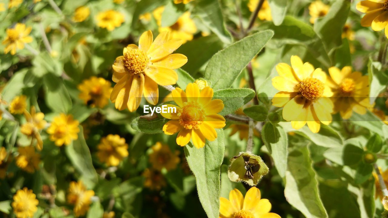 YELLOW FLOWERS BLOOMING OUTDOORS