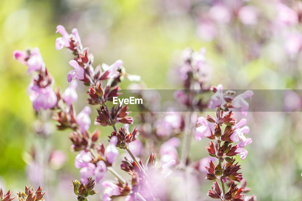 Close-up of pink flowering plant