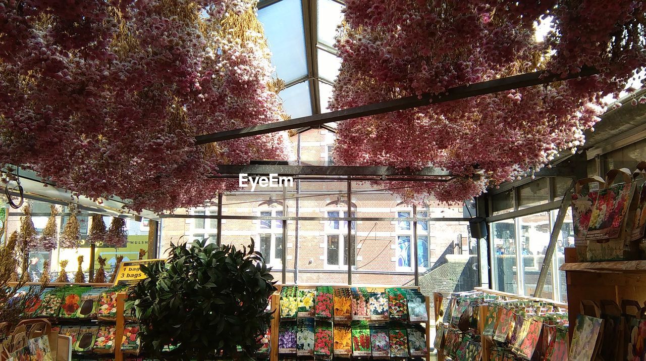 TREES AGAINST BUILDINGS