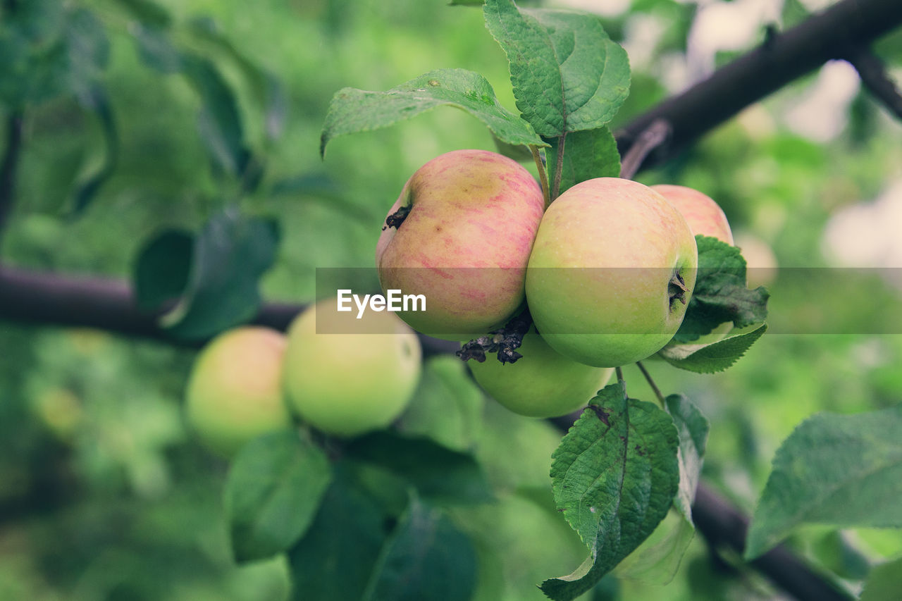 Organic apple before harvesting. healthy food concept. close-up of fruits growing on tree