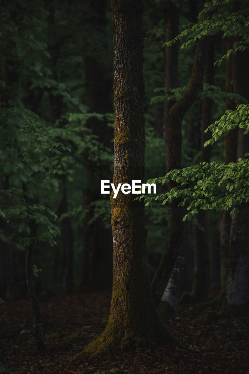 Dark forest. beech trees with green leafs. nature background. spring season