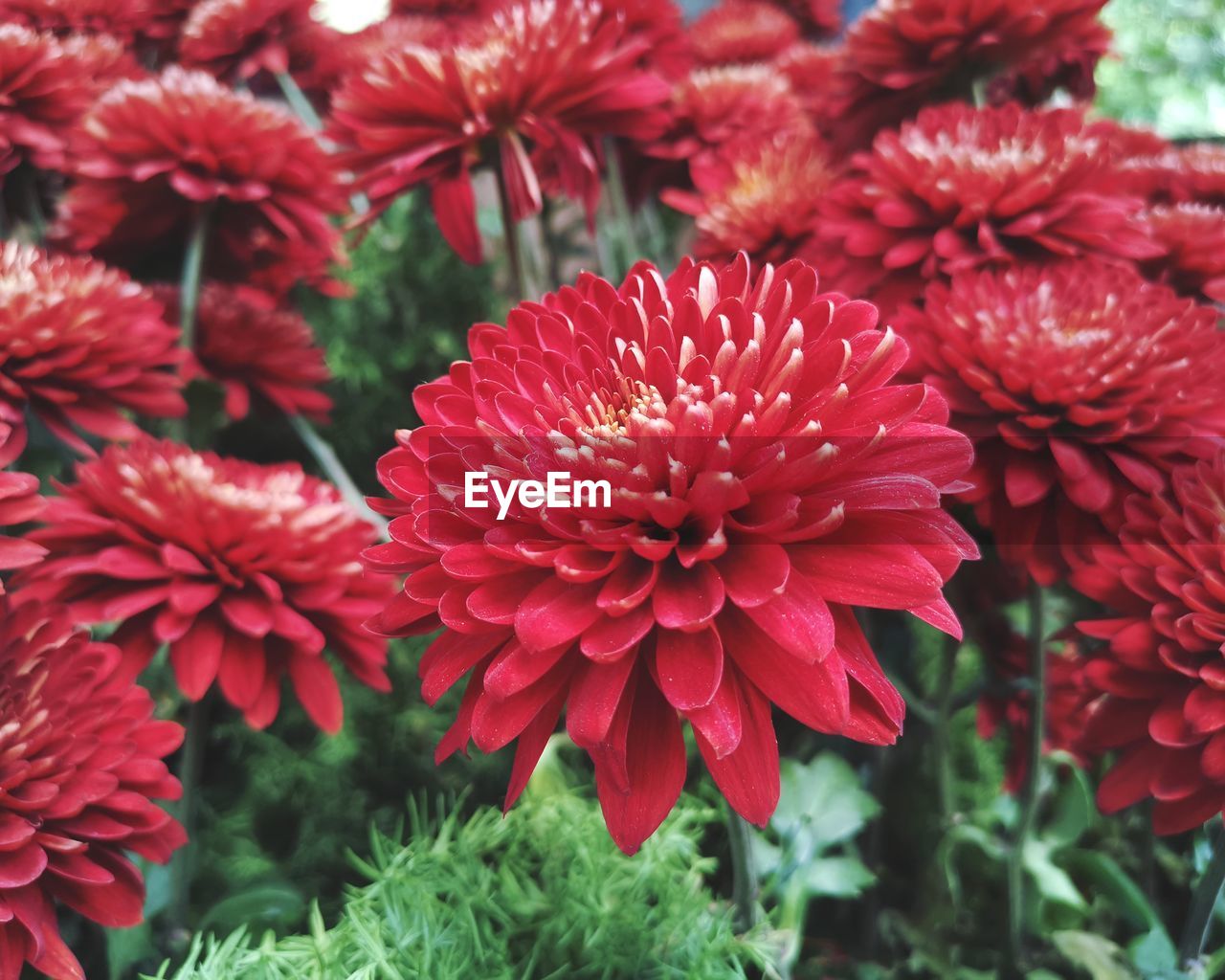 Close-up of red flowering plants in park