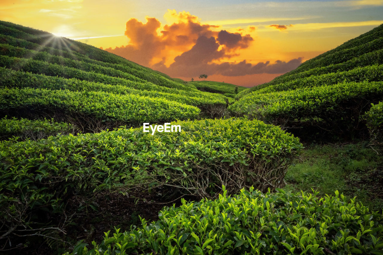 Scenic view of agricultural field against sky during sunset