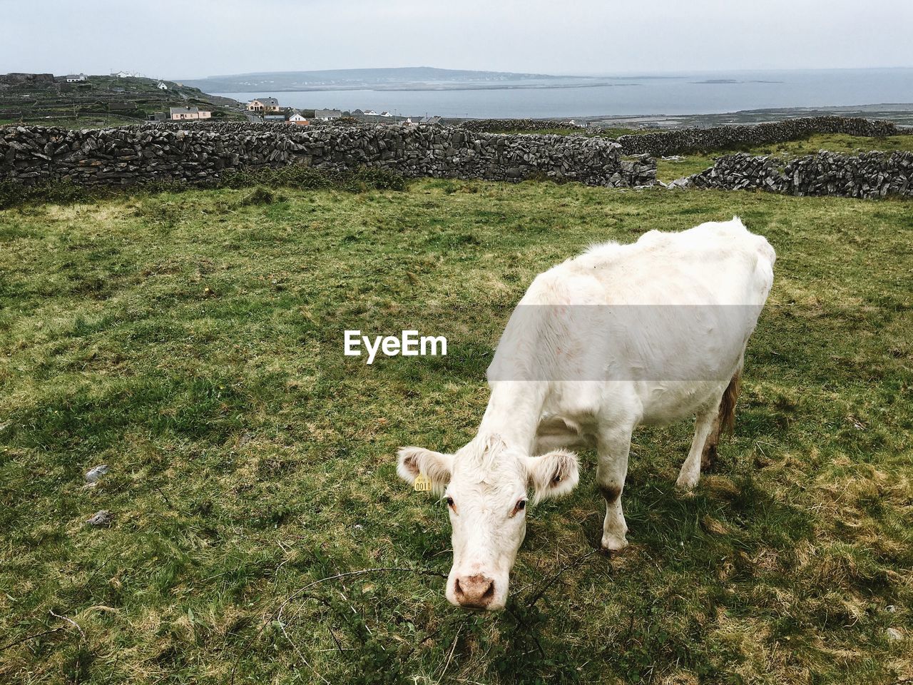 Cow grazing on field