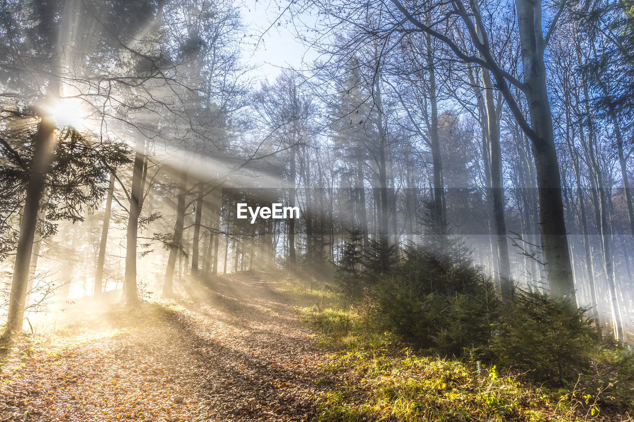 SUN STREAMING THROUGH TREES IN FOREST