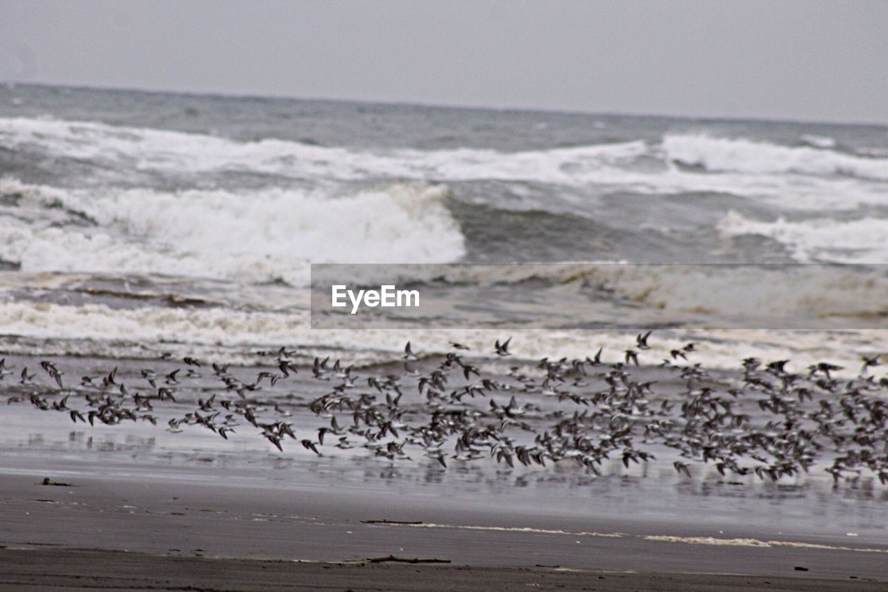 Flock of birds flying on beach against sky