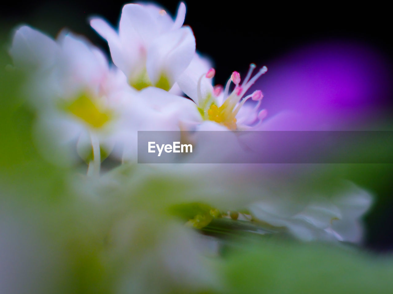 CLOSE-UP OF PURPLE FLOWERS