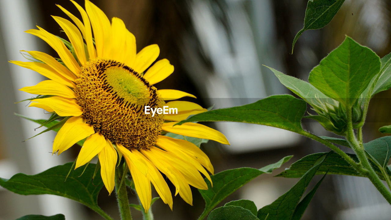 CLOSE-UP OF YELLOW FLOWER