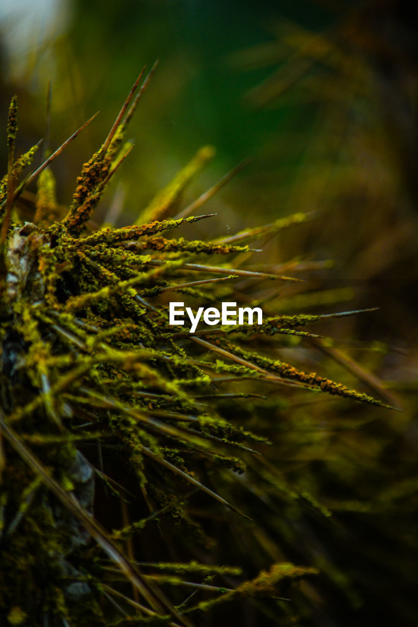 Close-up of plants growing on field