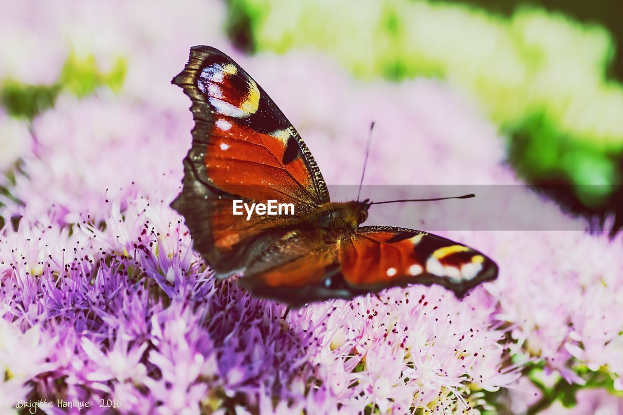 Close-up of butterfly on purple flowers